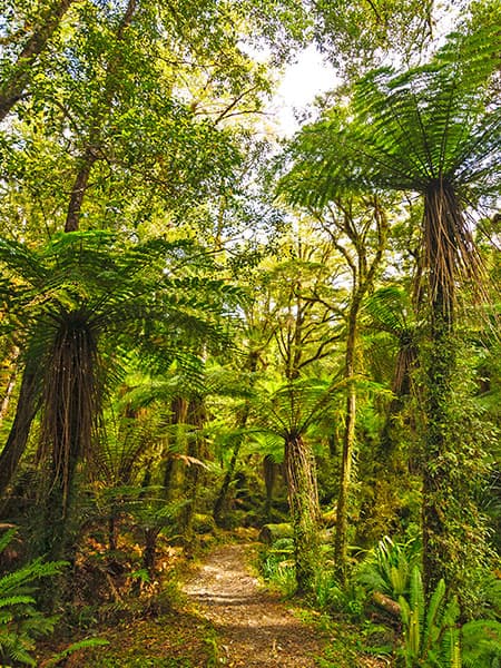 Paparoa Track