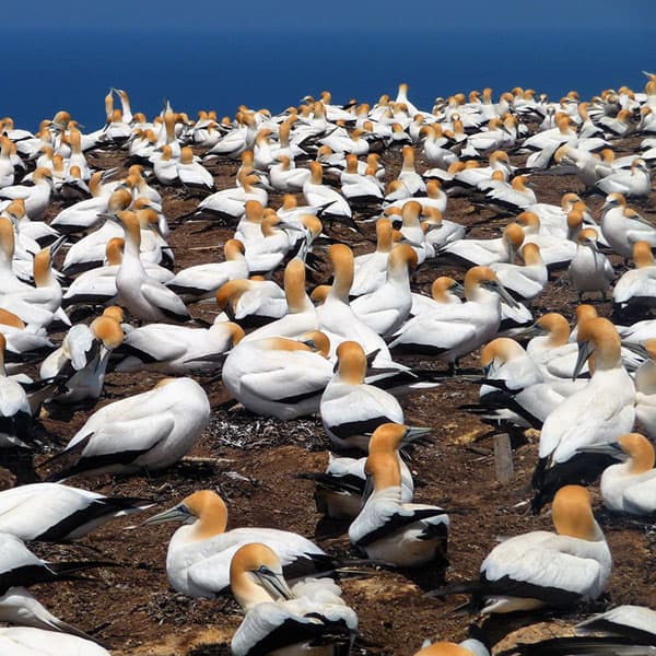 Cape Kidnappers Route