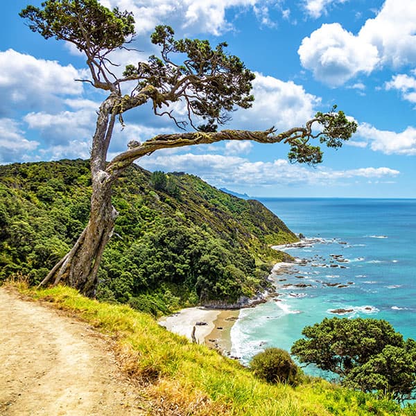 Mangawhai Cliffs Walkway