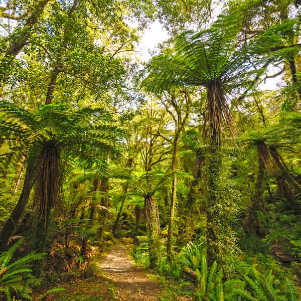 Paparoa Track