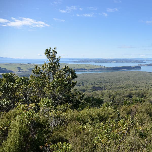 Rangitoto Summit Track
