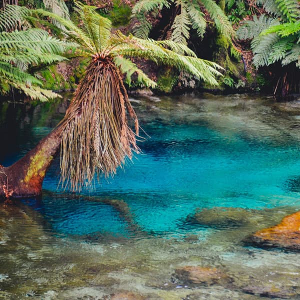The Waihou Walkway