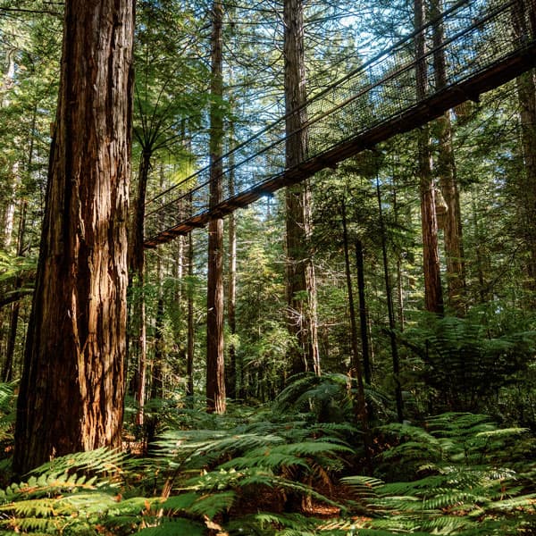 Whakarewarewa Forest